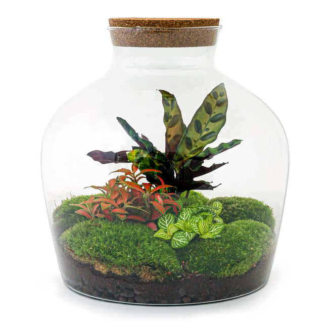 Planten terrarium Ecosysteem met planten in fles – FLESSENTUIN