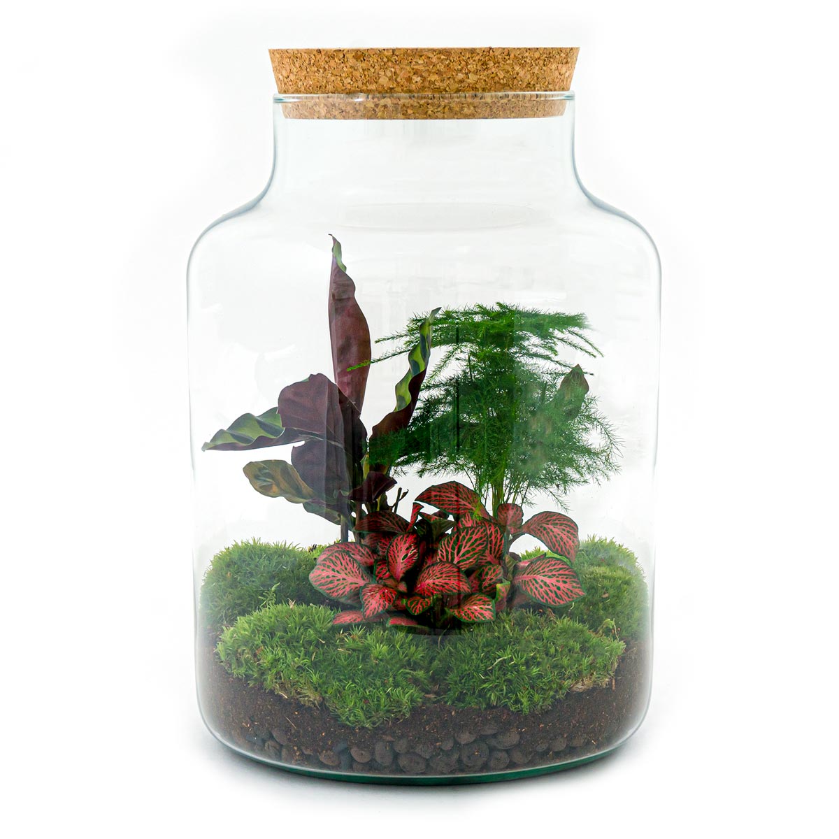 delicatesse subtiel kant Planten terrarium - Milky - Ecosysteem plant - ↑ 30 cm – FLESSENTUIN