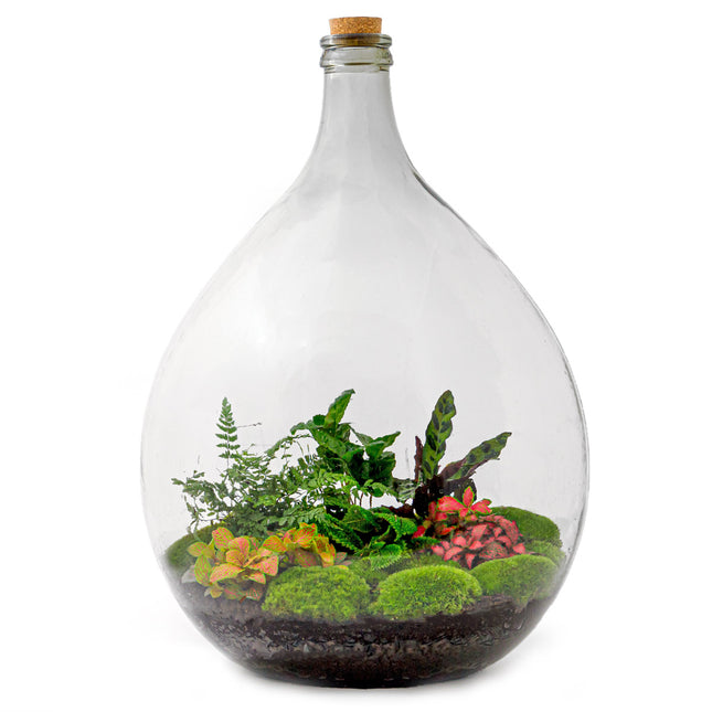 Wapenstilstand Samengesteld Wirwar Plant in glazen pot - Terrarium en mini-ecosysteem met planten in pot –  FLESSENTUIN