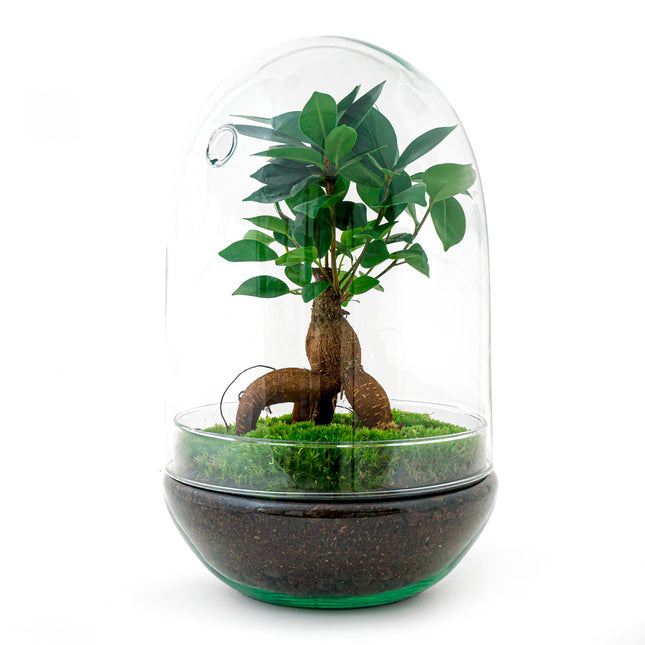 Regeringsverordening teksten Uitstekend Planten terrarium - DIY - Egg XL Bonsai - Ecosysteem plant - ↑ 30 cm –  FLESSENTUIN