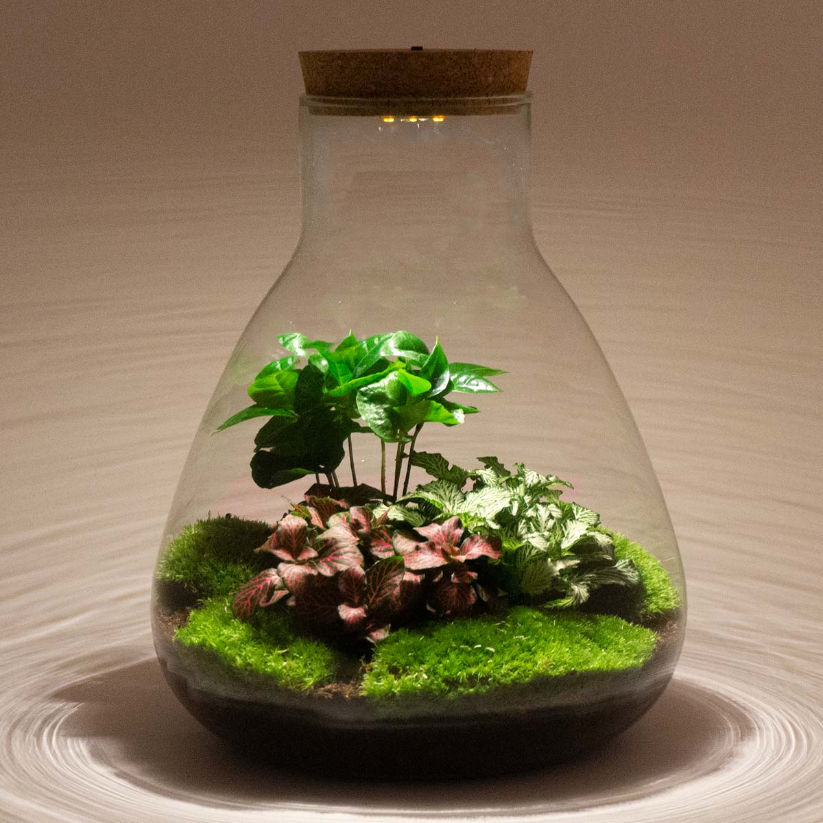 anders liefdadigheid Beschuldiging Ecosysteem plant - Sam met lamp - Terrarium Led Verlichting - ↑ 30 cm –  FLESSENTUIN