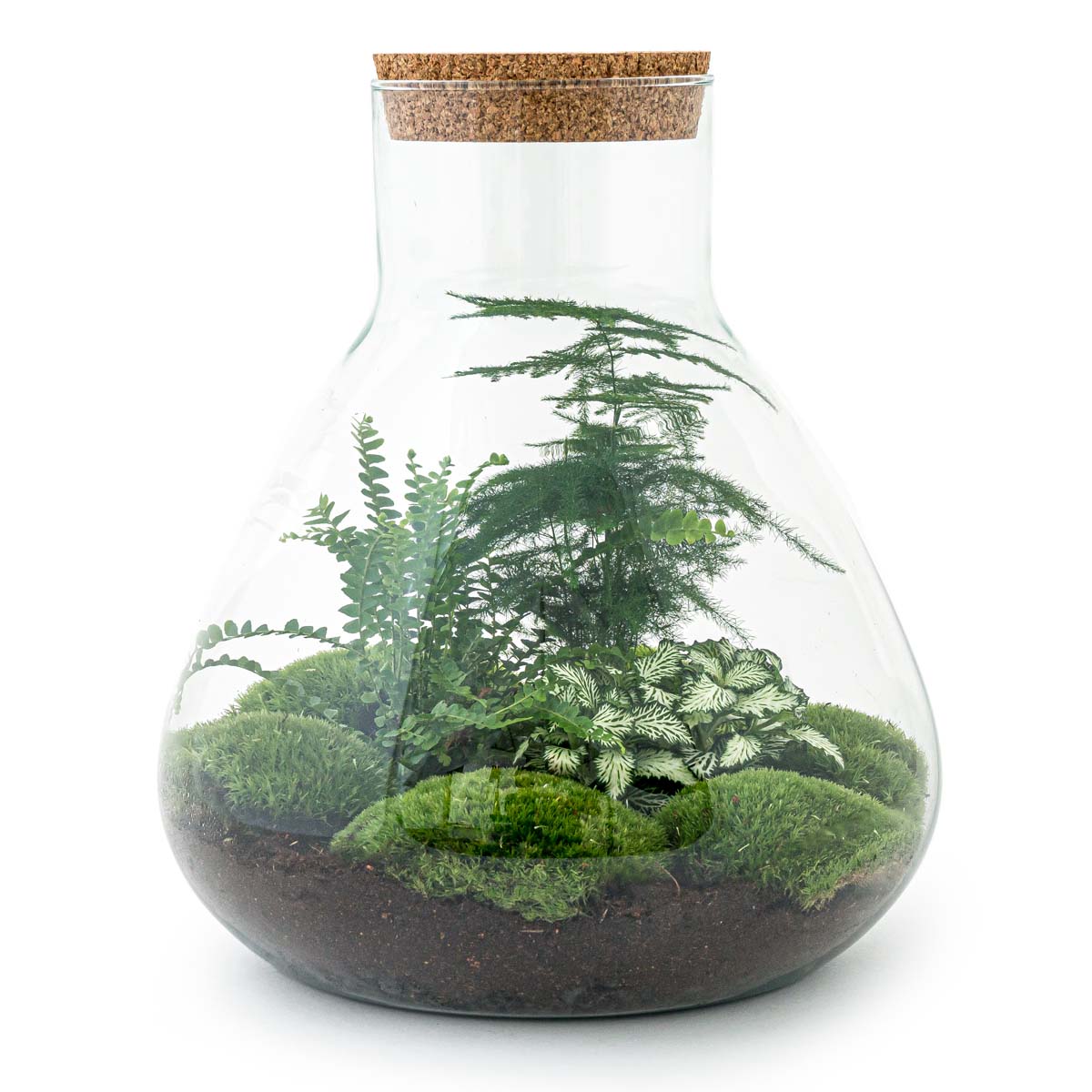 katoen schrijven periscoop Planten terrarium - Sam XL - Ecosysteem plant - ↑ 35 cm – FLESSENTUIN