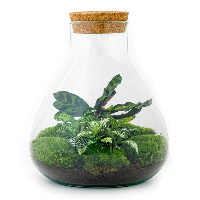 eenvoudig gehandicapt Victor Planten terrarium - Ecosysteem met planten in fles – FLESSENTUIN