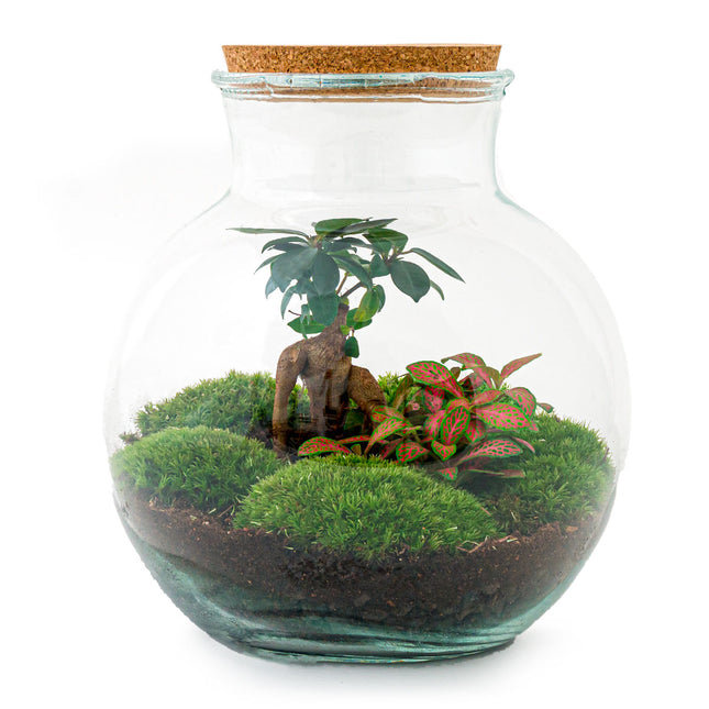 Plant in glazen pot - Terrarium en met planten in –
