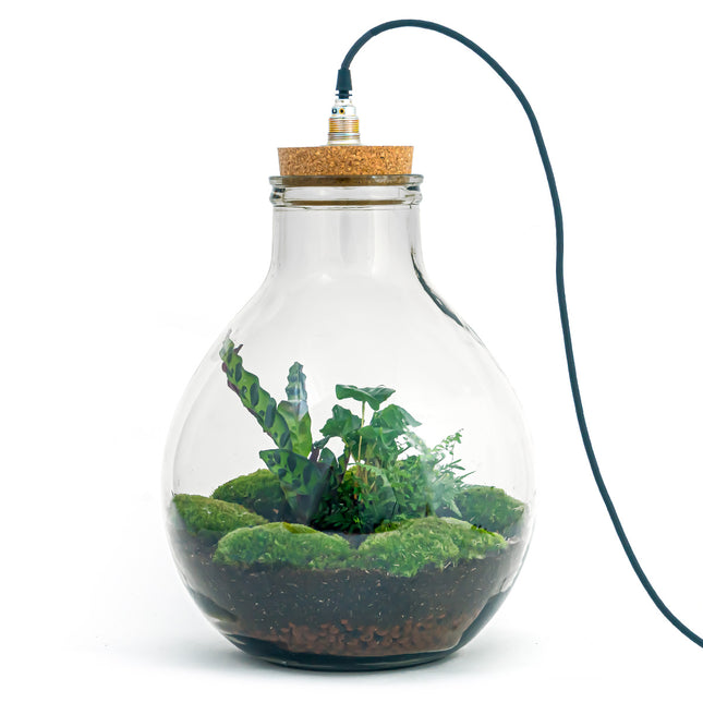 Planten terrarium - Big Paul Jungle met lamp - Kant-en-klaar - FLESSENTUIN