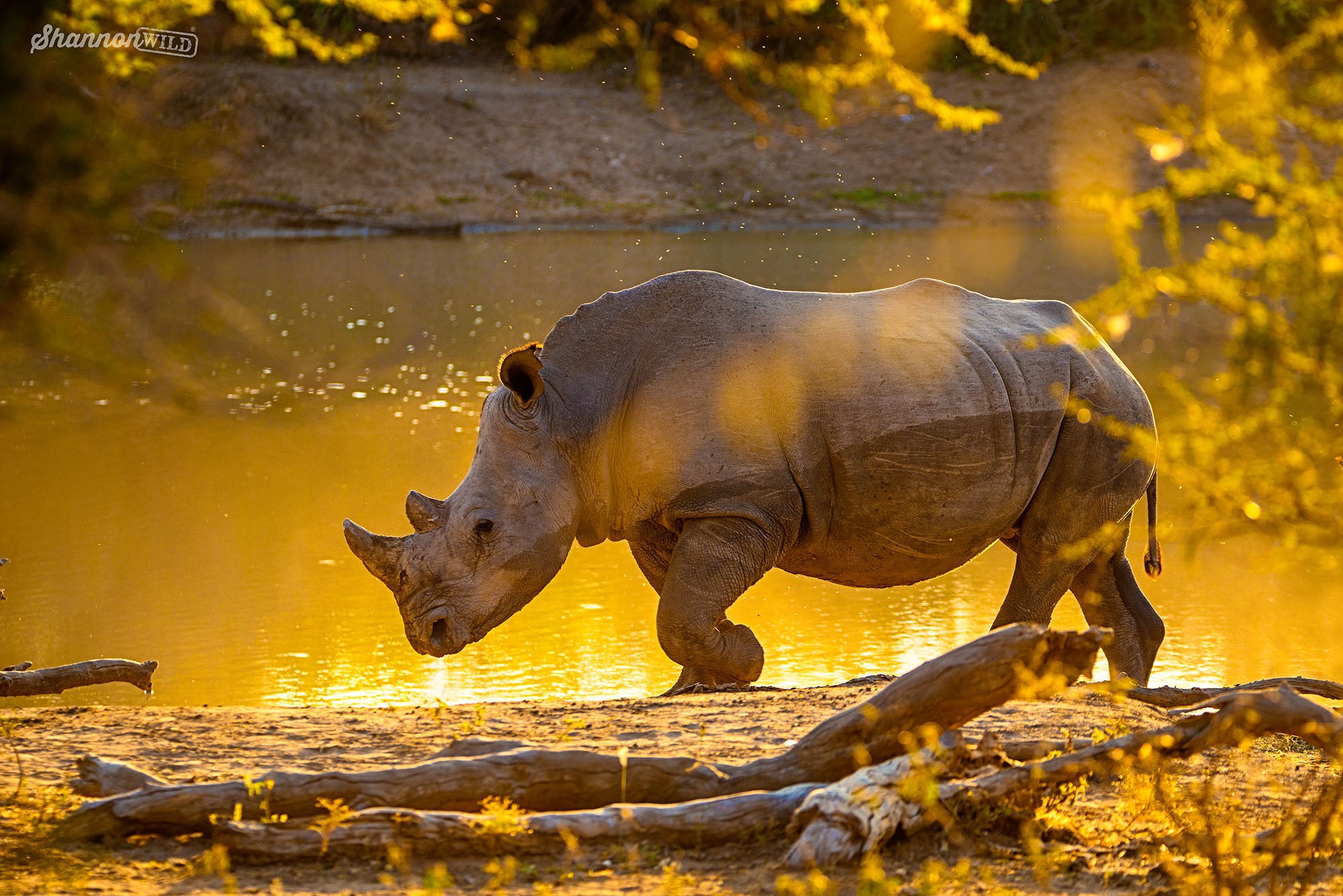 White rhino photo by Shannon Wild