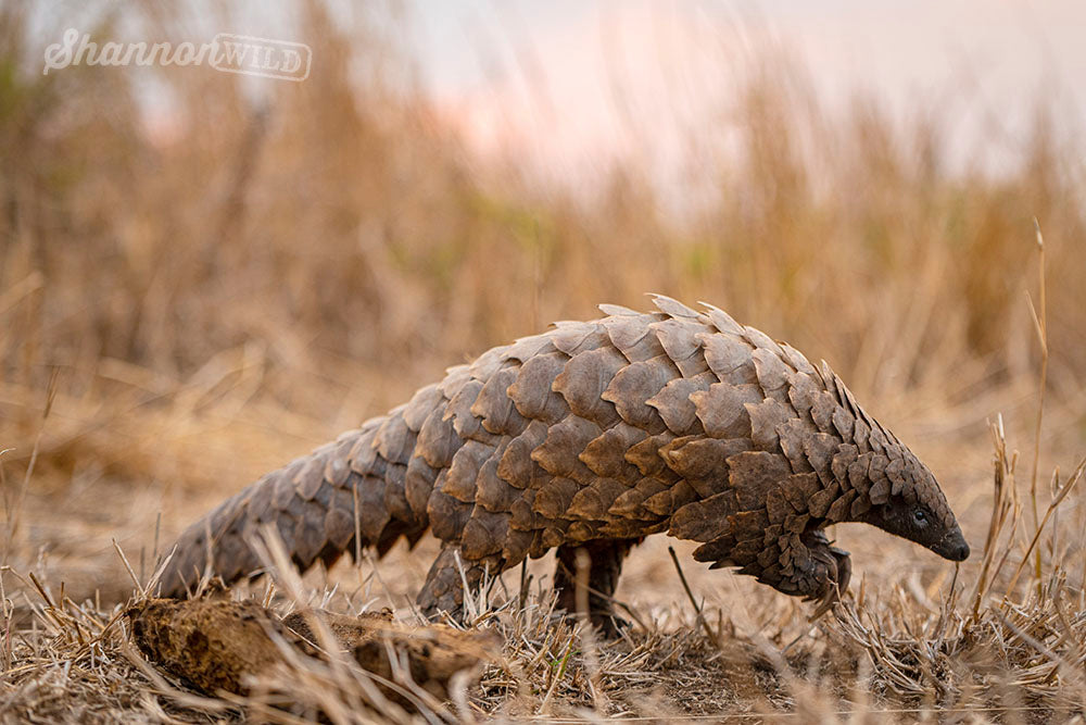 Image of a Temminck's Pangolin in South Africa by Shannon Wild