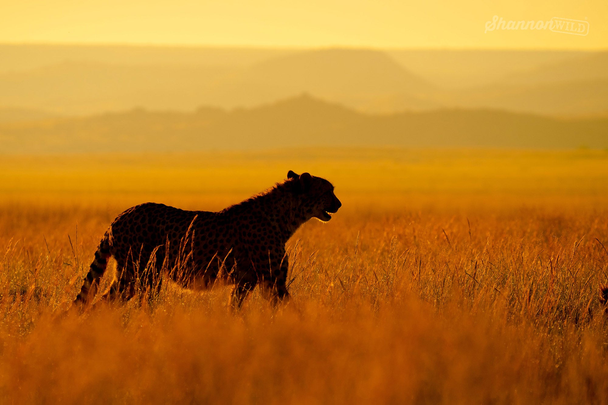 Cheetah silhouette photo by Shannon Wild