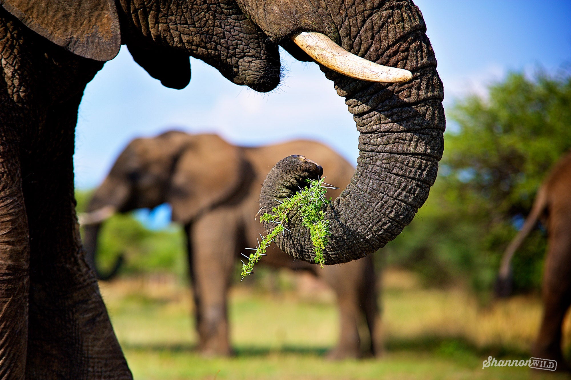 Close up photo of African elephant tusk and trunk by Shannon Wild