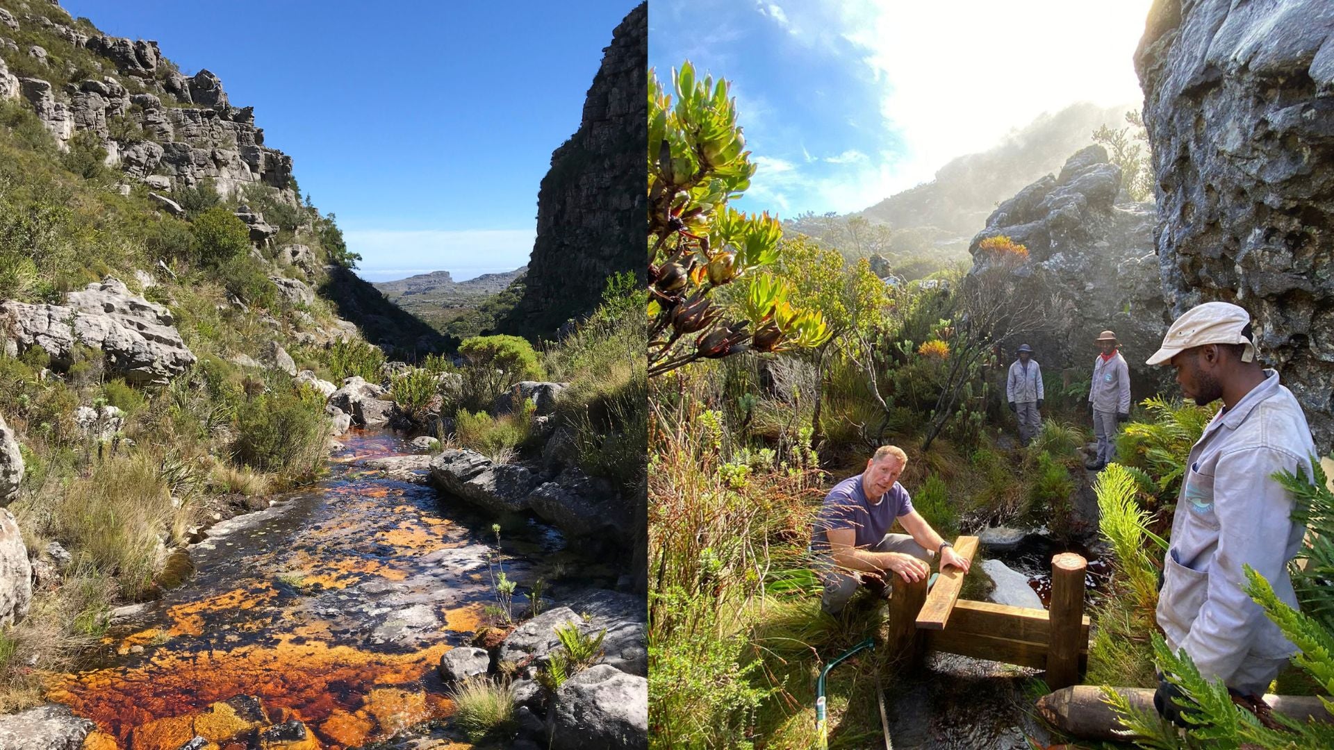 Table Mountain Ghost Frog Habitat