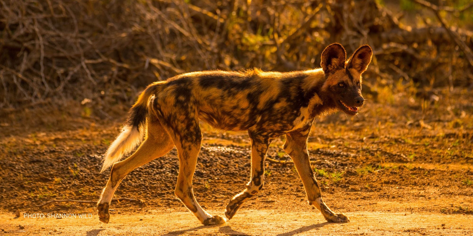 African Wild Dog photo by Shannon Wild