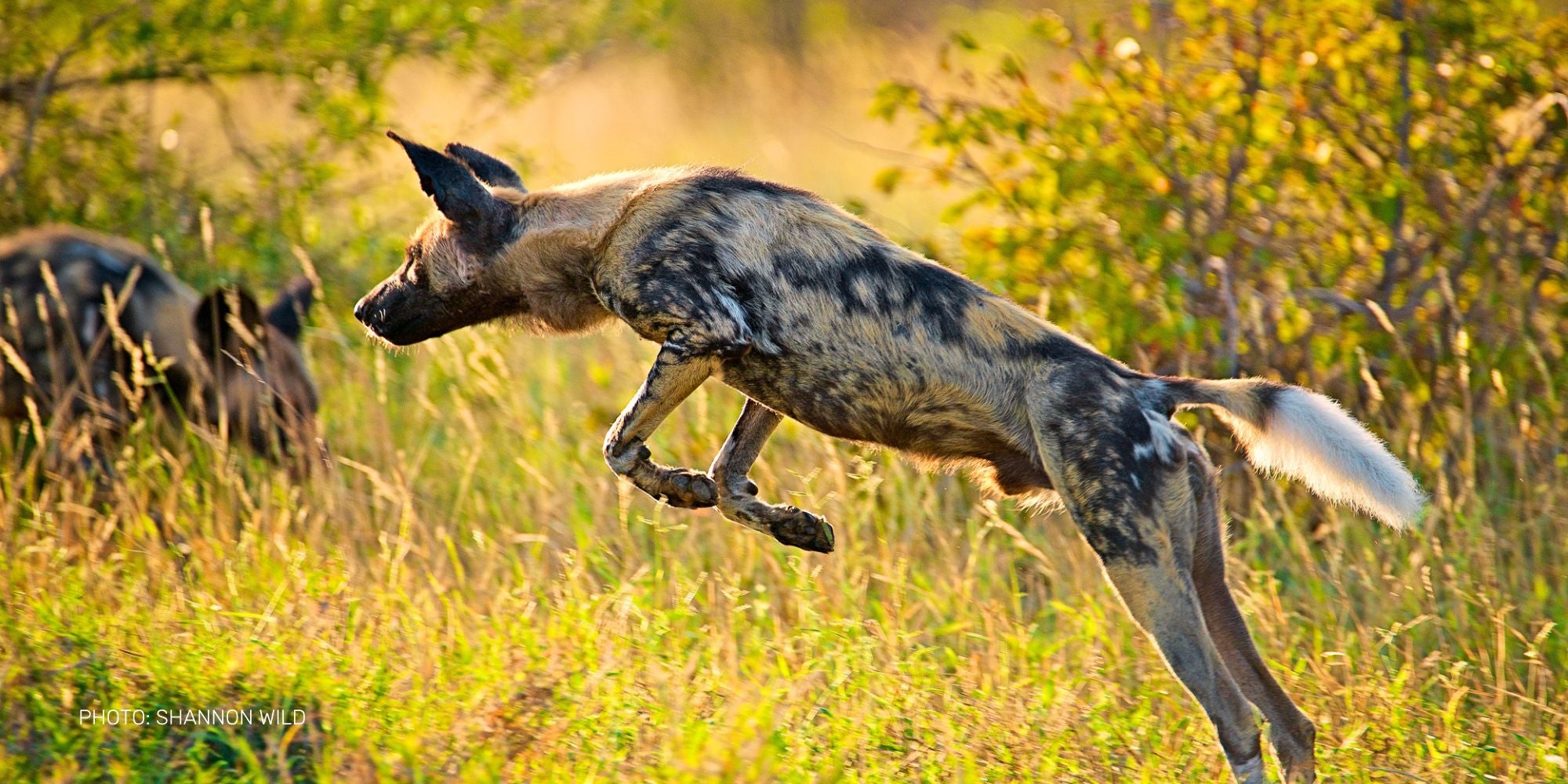 African Wild Dog photo by Shannon Wild