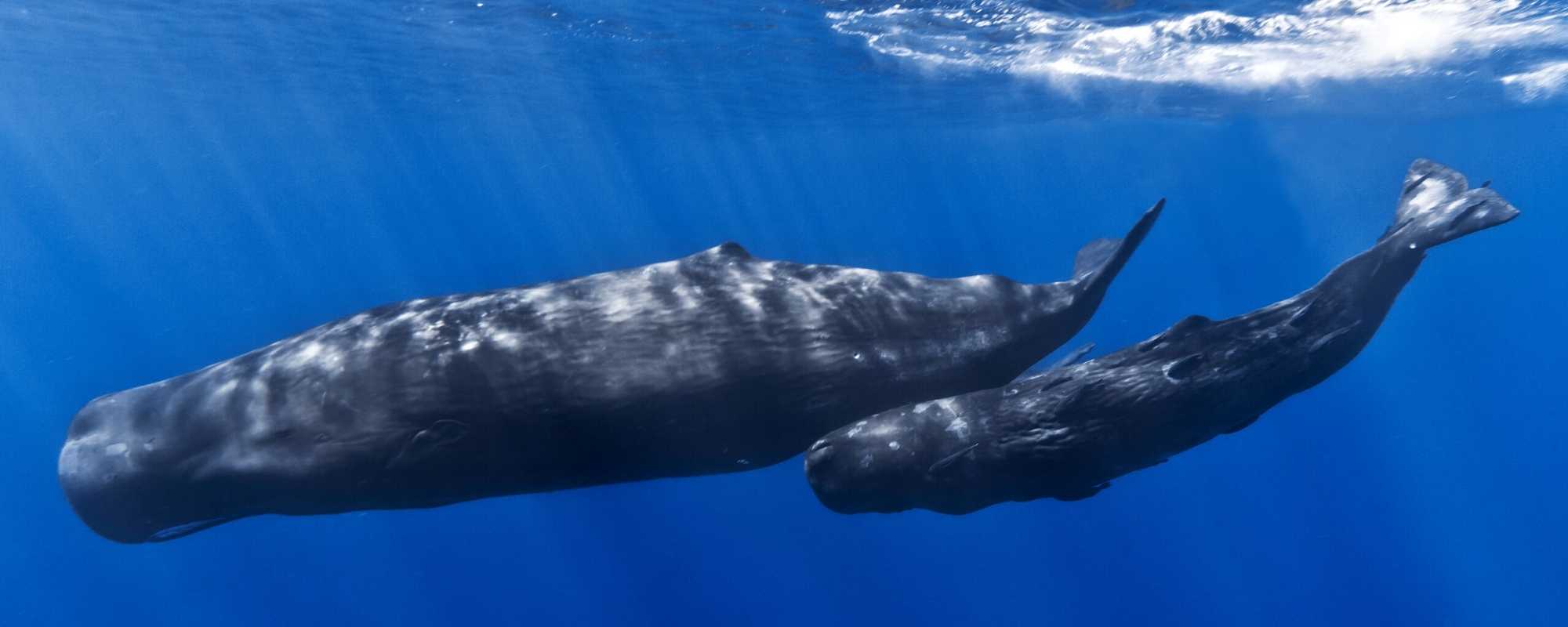 5 Gigantic Whale Facts - Wild In Africa® bracelets for wildlife