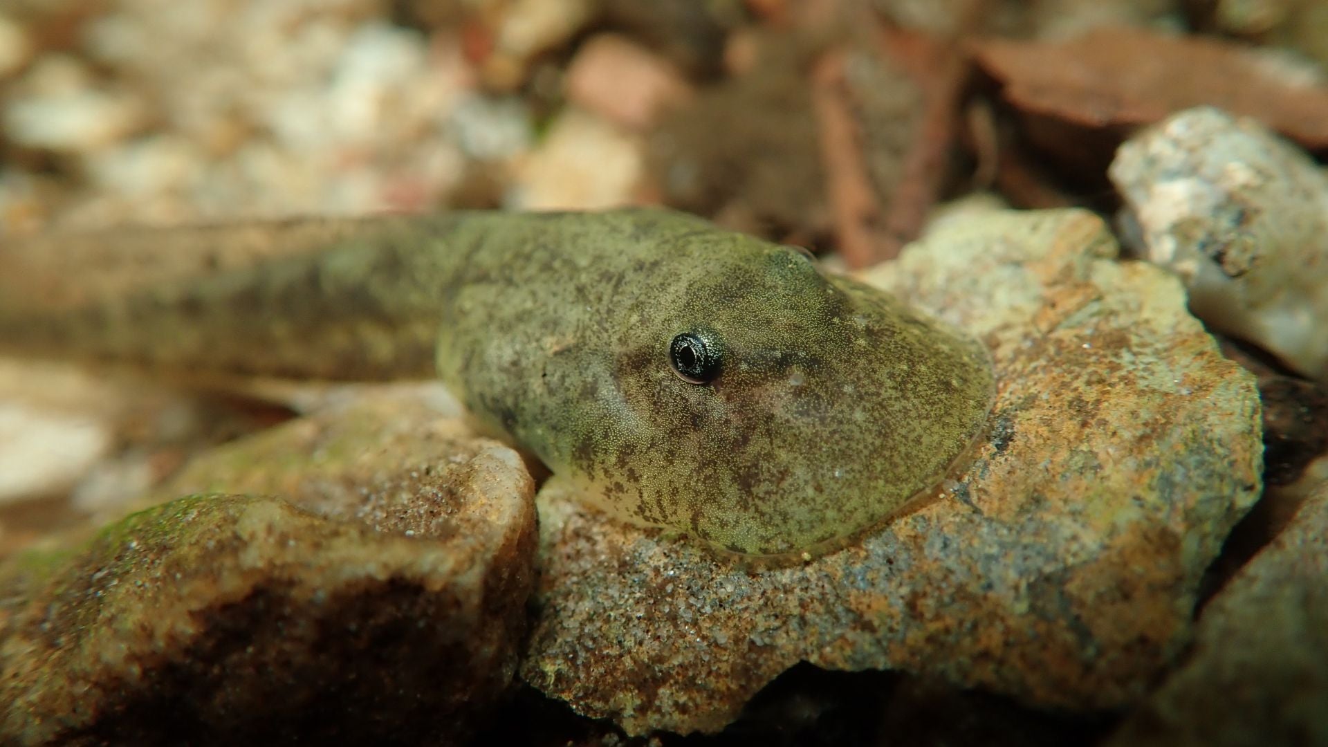 Table Mountain Ghost Frog Tadpole