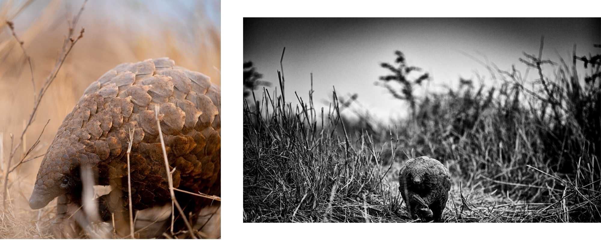 Pangolin photos by Shannon Wild