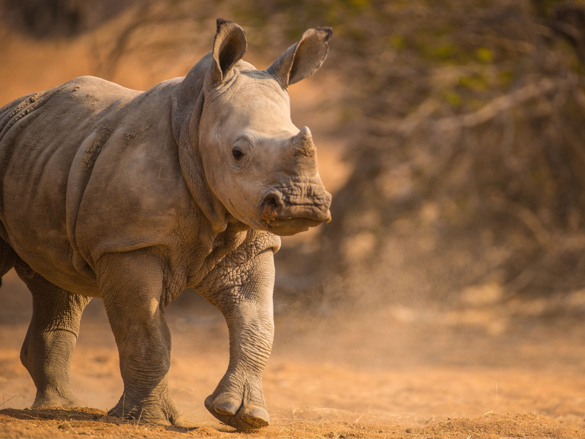 Baby rhino in South Africa by Shannon Wild