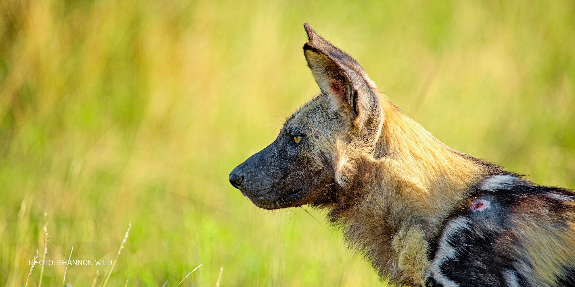 African Wild Dog photo by Shannon Wild