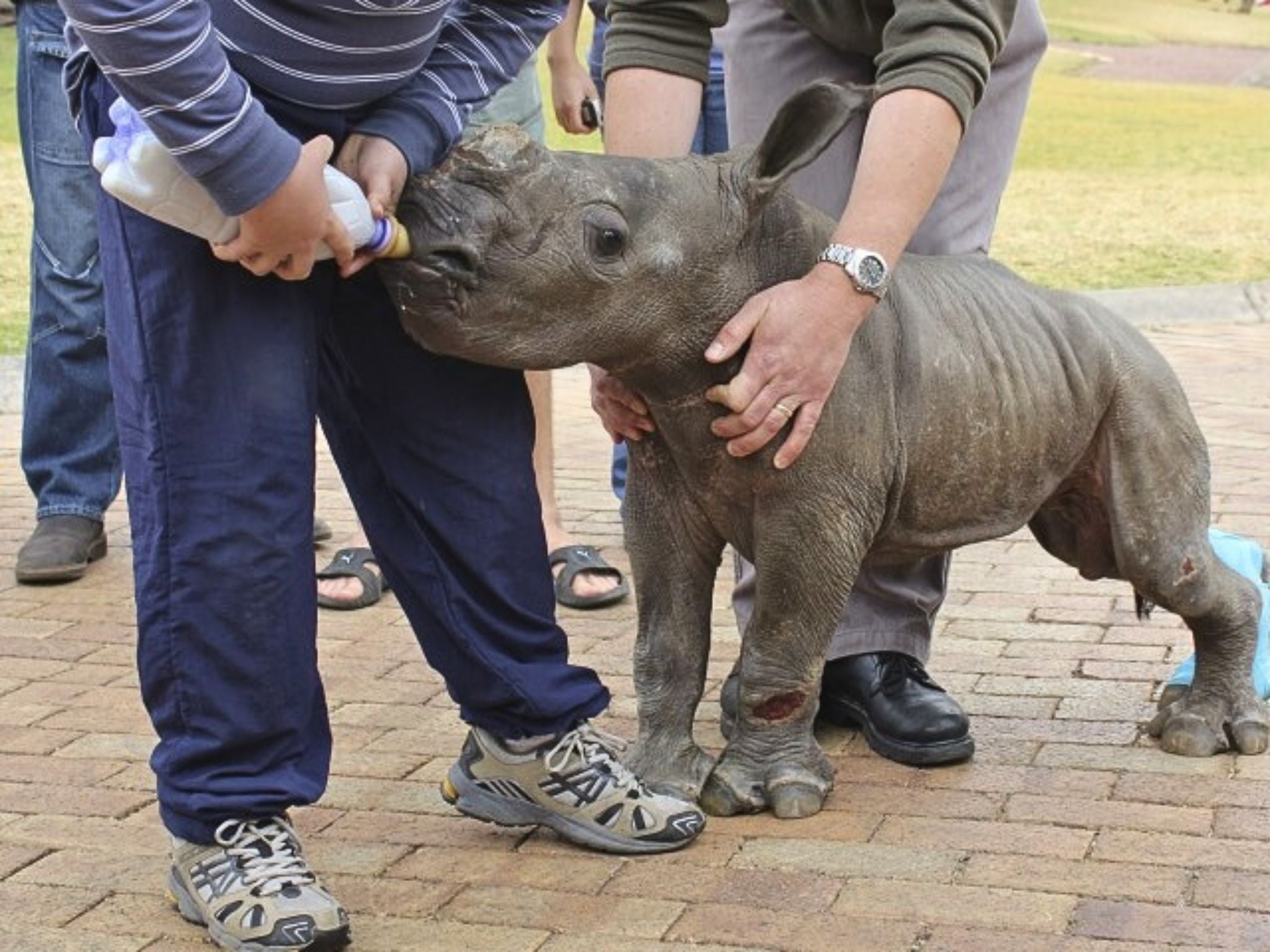 Rhino conservation - Wild In Africa