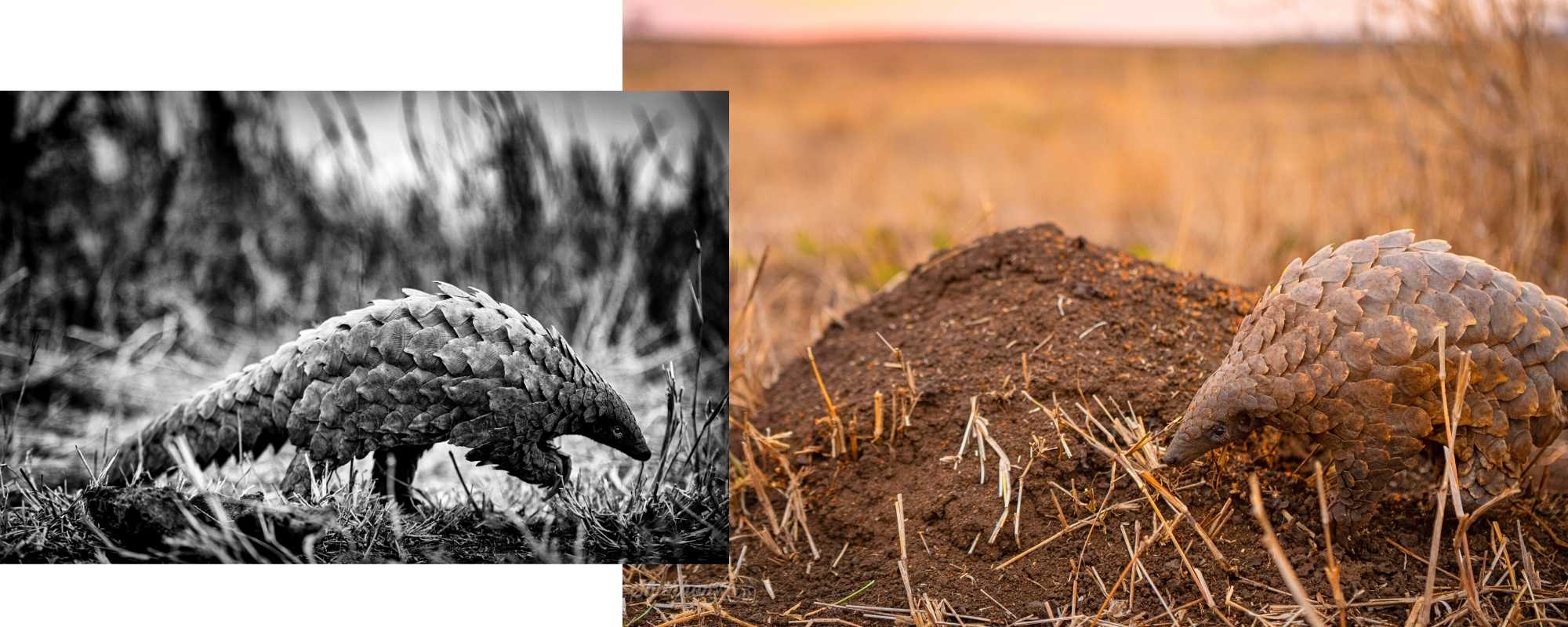 Pangolin photos by Shannon Wild