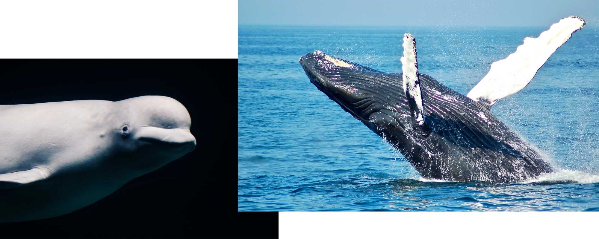 5 Gigantic Whale Facts - Wild In Africa® bracelets for wildlife