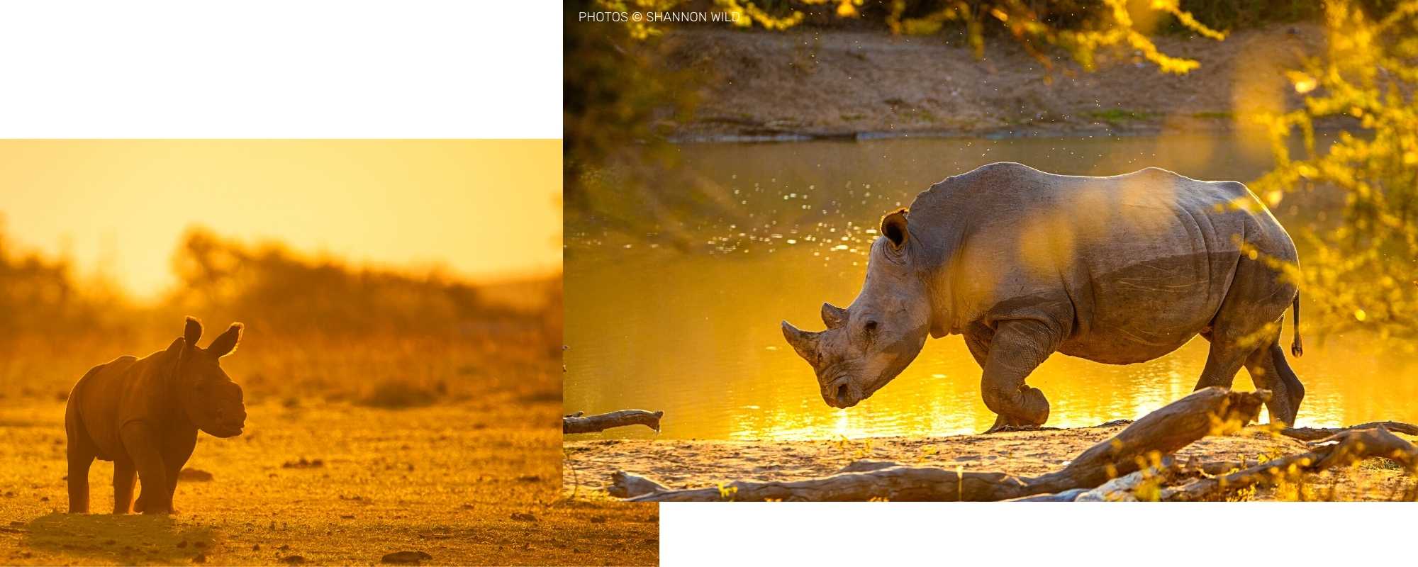 World Rhino Day by National Geographic's Shannon Wild