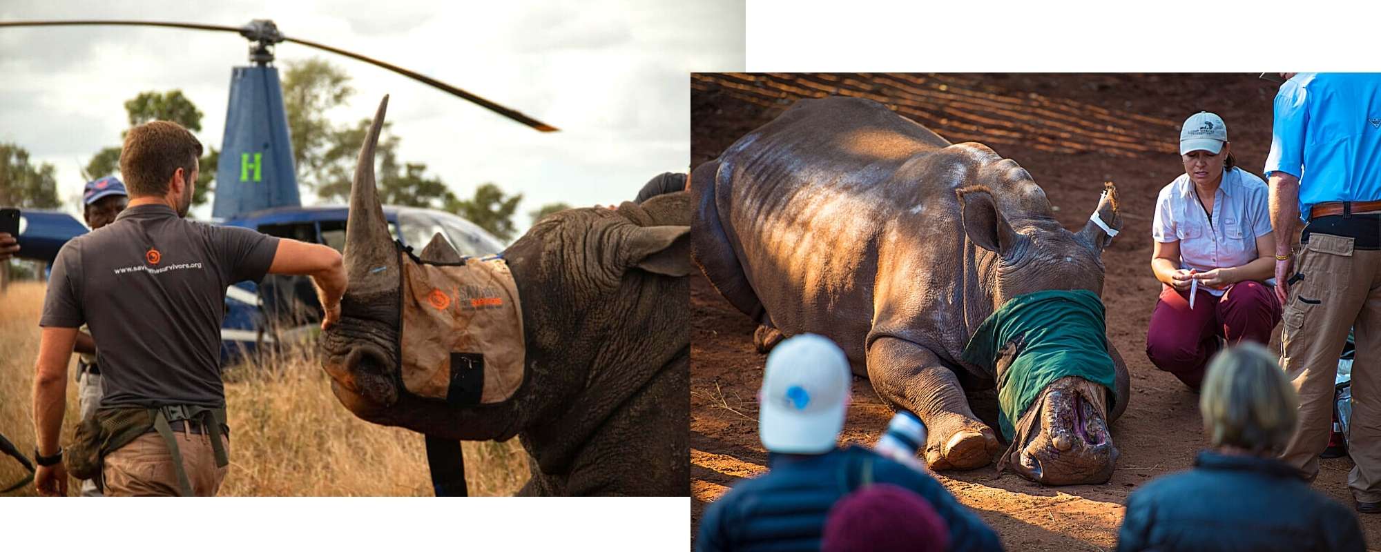 Saving The Survivors working on poached rhino Hope in South Africa - Wild In Africa
