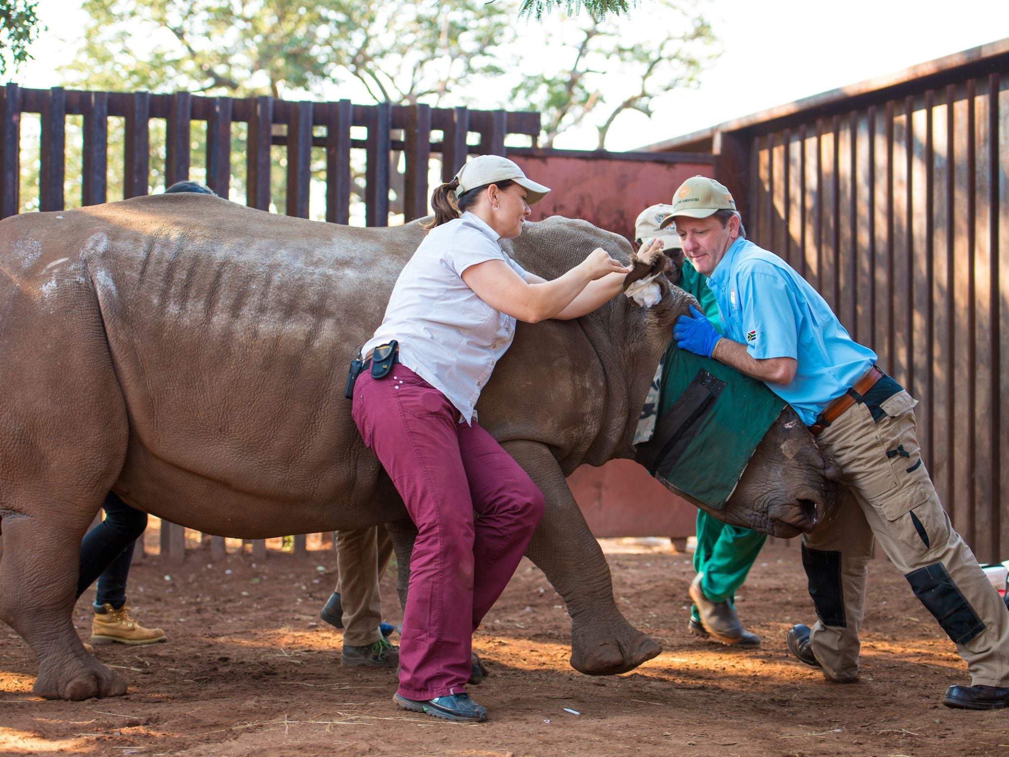 Wildlife vets from Saving The Survivors working on an injured rhino in South Africa