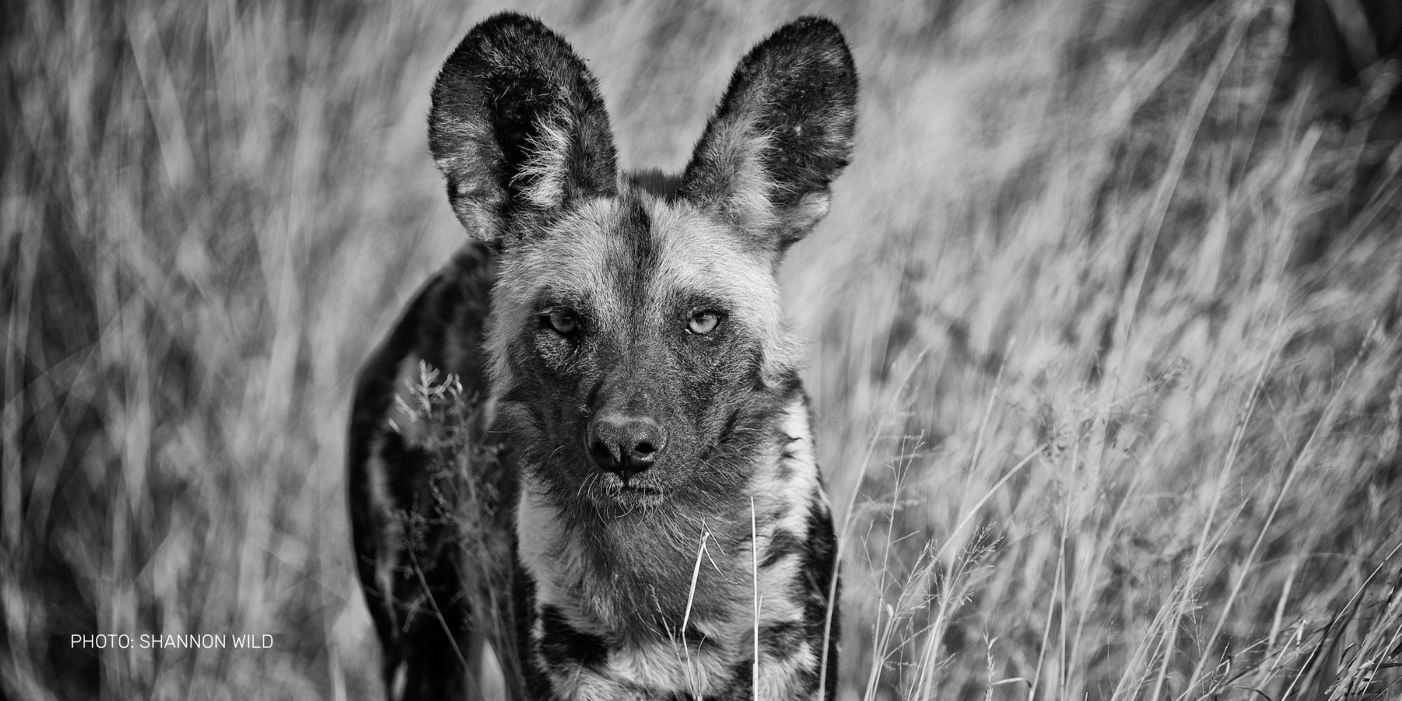 African Wild Dog photo by Shannon Wild