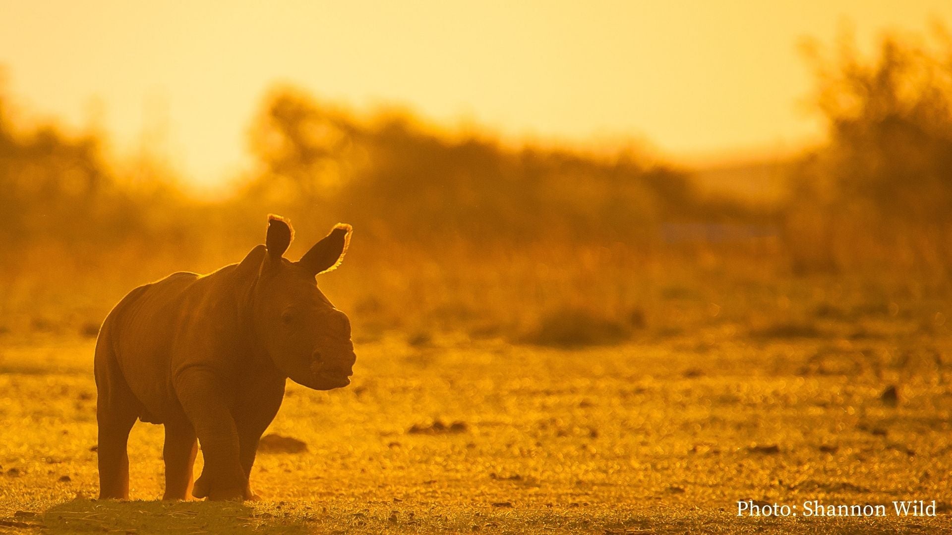 Rhinos of Africa: Threats, Conservation And Those We Support