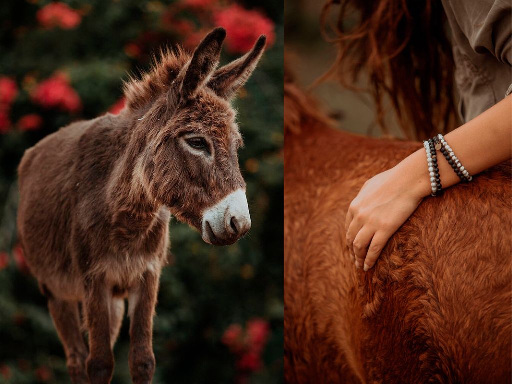 Wild In Africa bracelets supporting The Backwater Sanctuary horse rescue