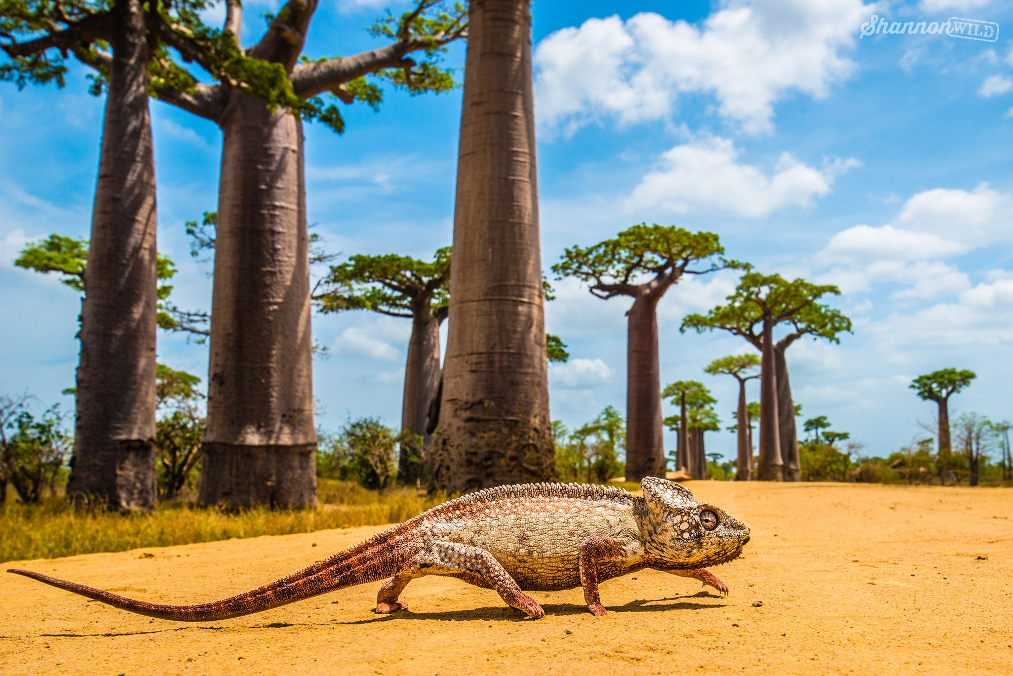 10 Wildlife Photography Tips by National Geographic's Shannon Wild