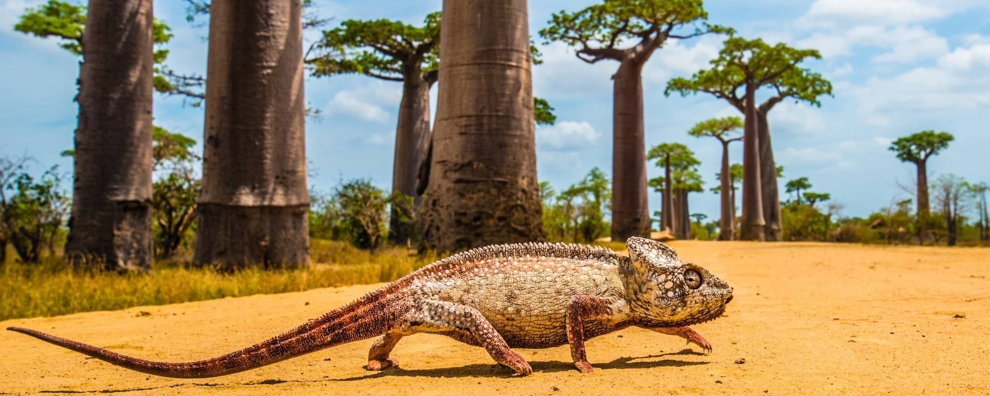 Giant Malagasy Chameleon crossing road in front of Baobab Alley by Shannon Wild