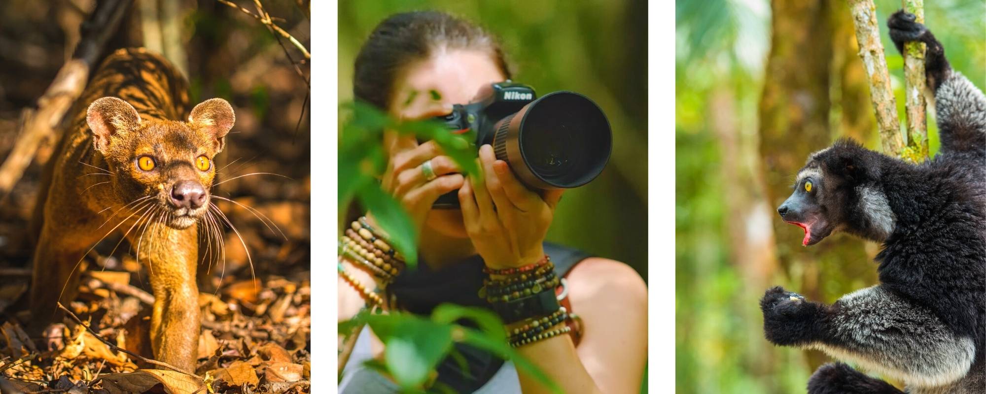 Fossa in Madagascar, Shannon Wild photographing in jungle, Indri in tree calling