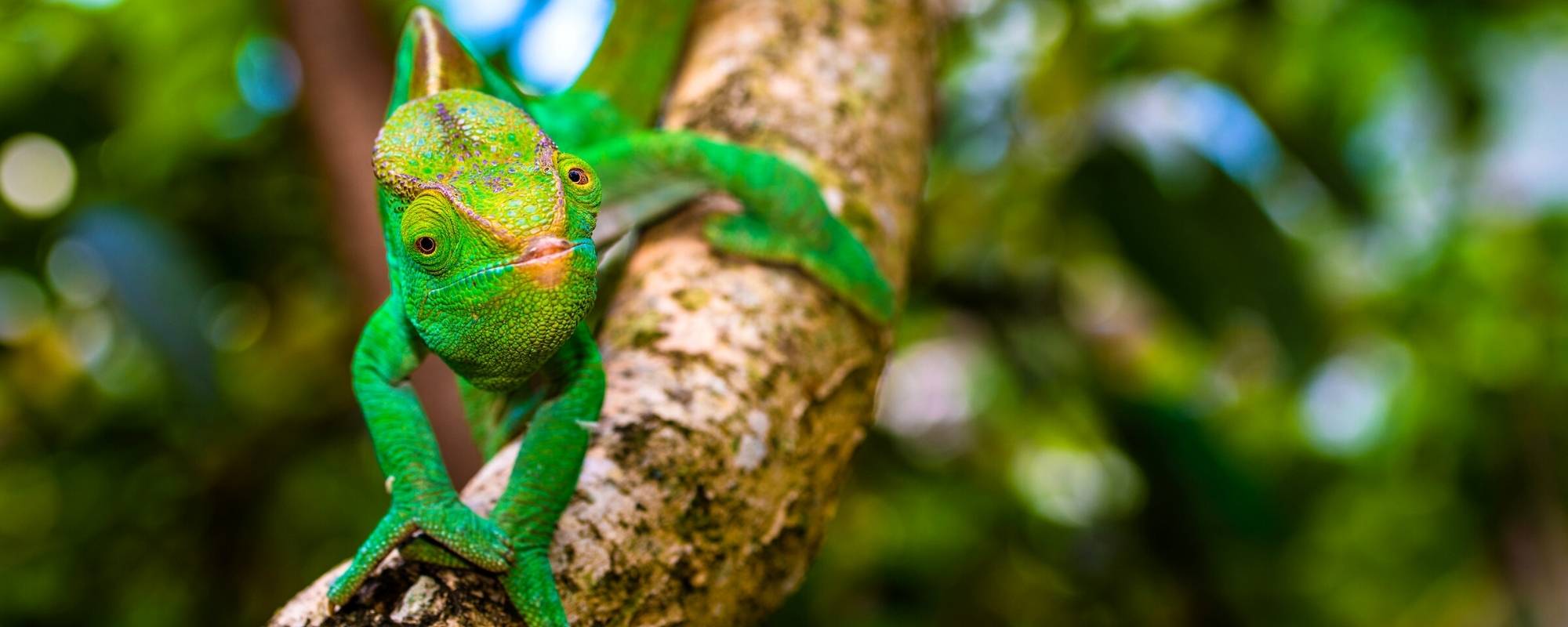 Chameleon Madagascar