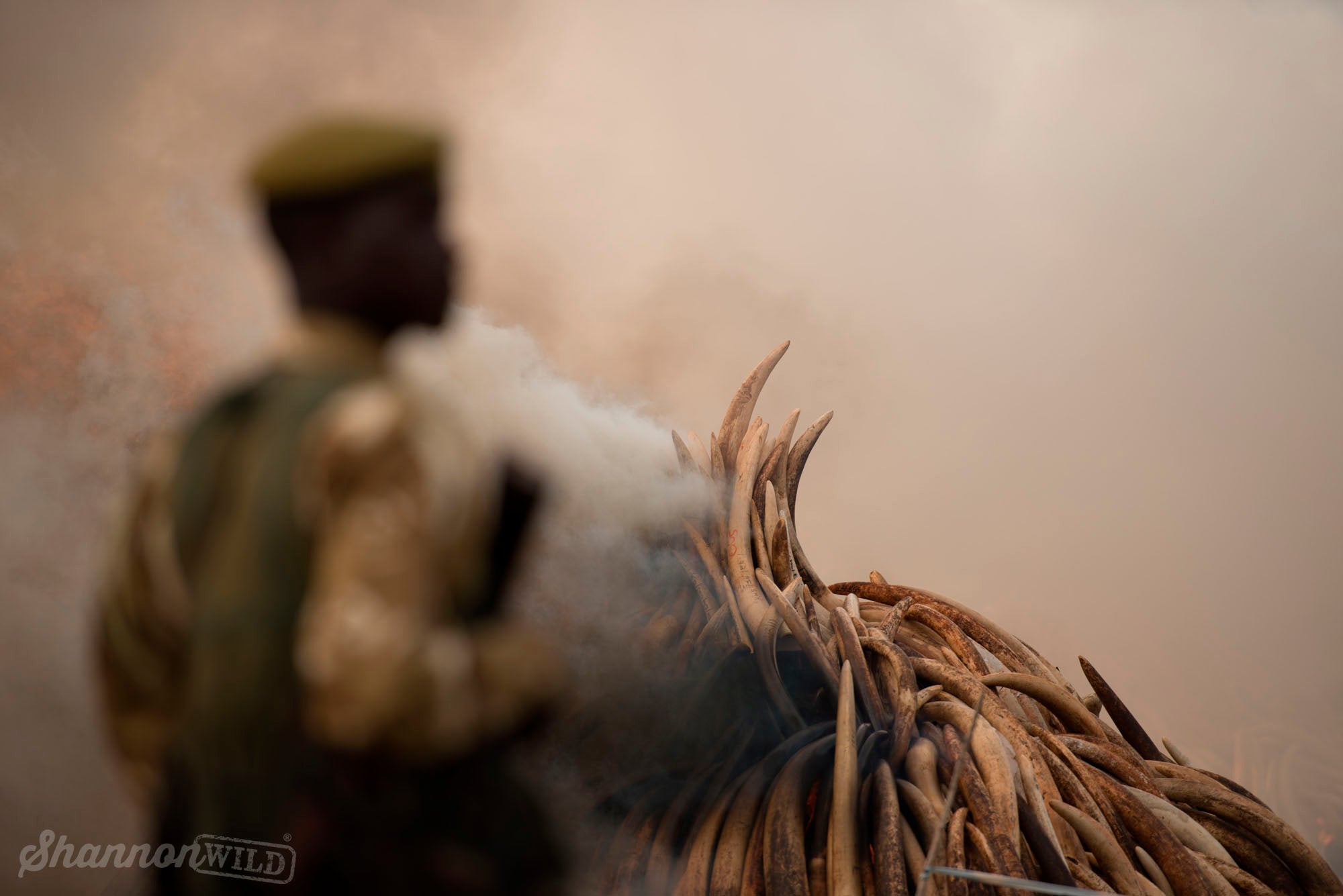 Confiscated ivory being burned in Kenya. Photo by Shannon Wild