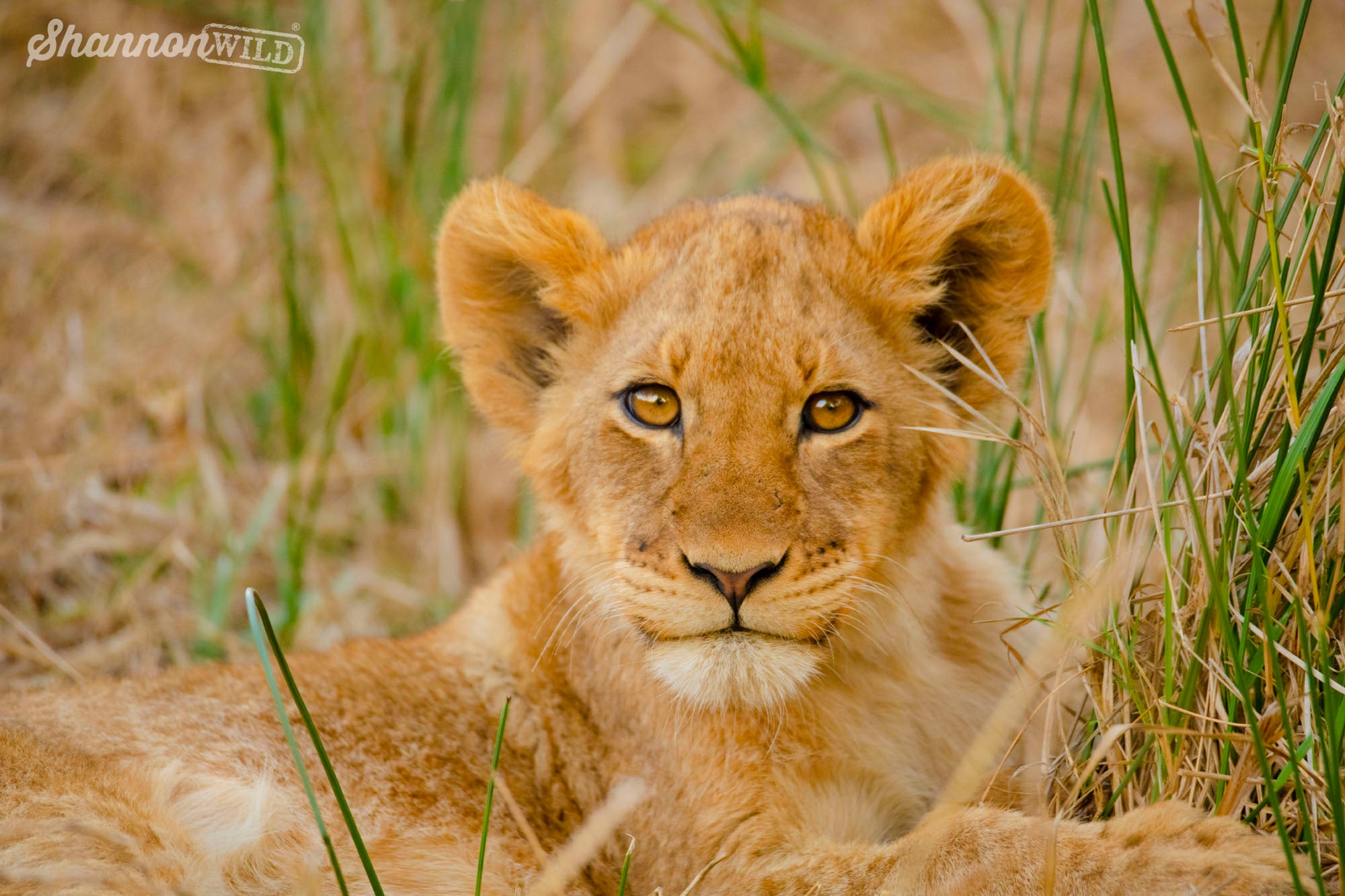 Lion cub photo by Shannon Wild