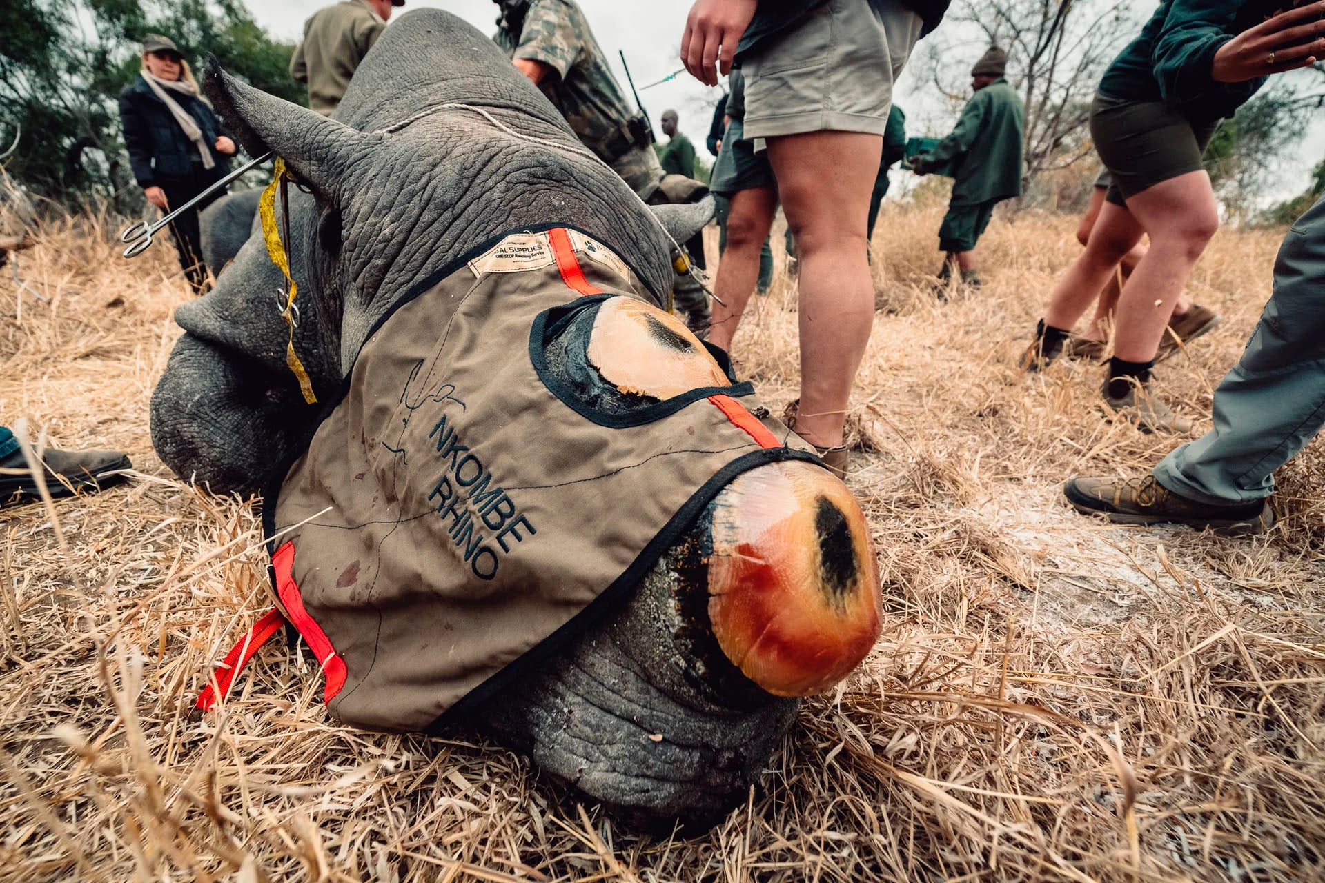 Nkombe Rhino anti-poaching and rhino conservation - rhino dehorning