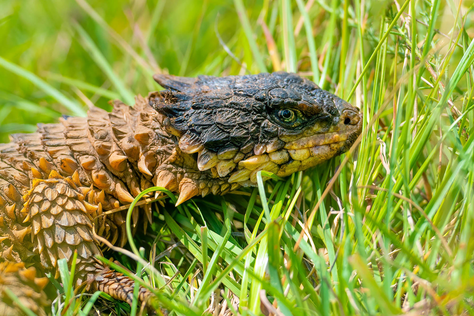 Sunagazer lizard