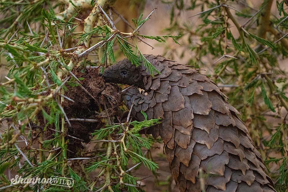 Image of a Temminck's Pangolin eating termites in South Africa by Shannon Wild