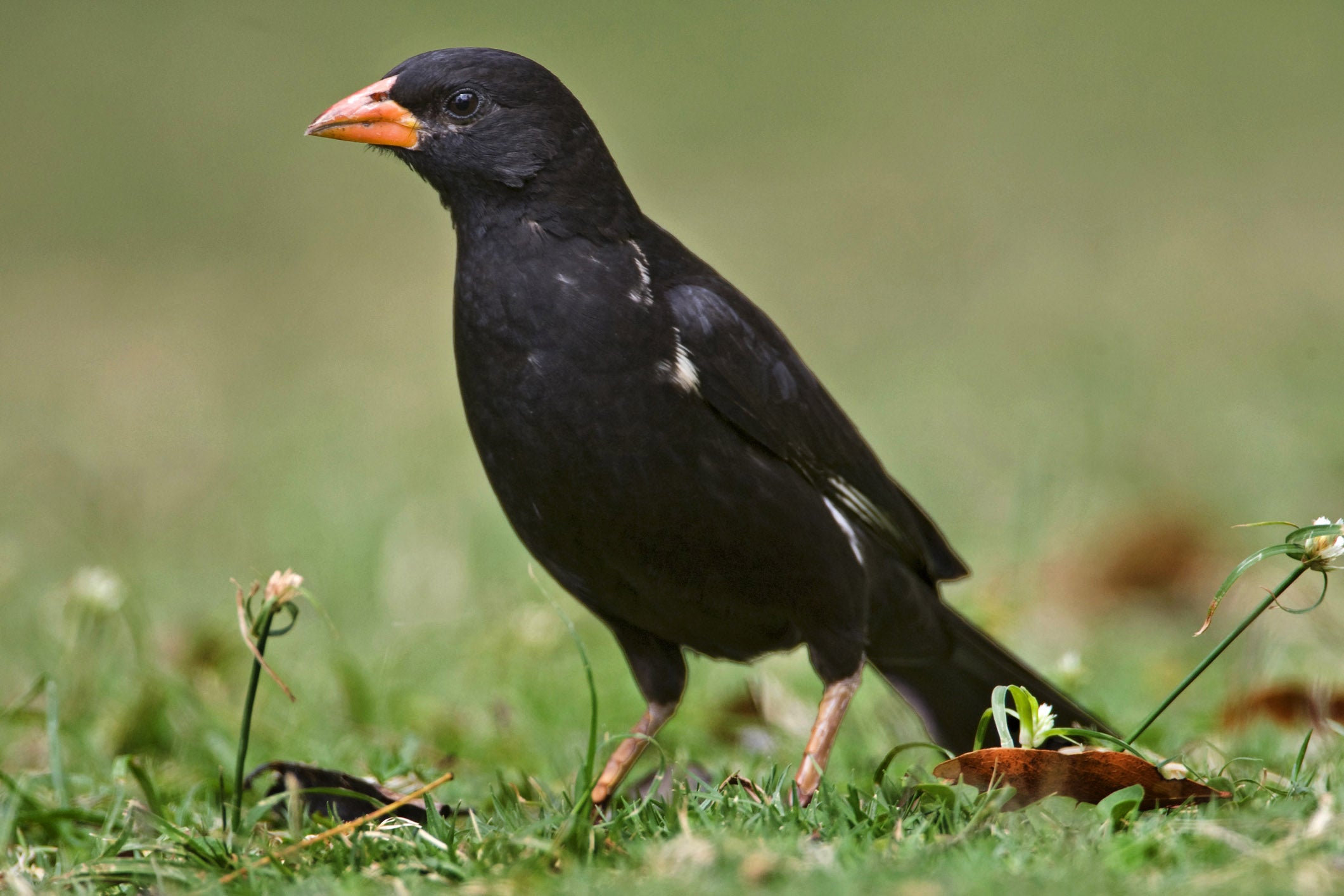 Red-billed Buffalo Weaver © Agami Photo Agency