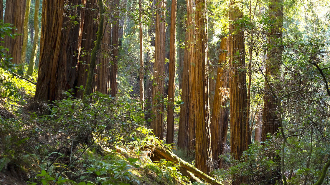 Muir Woods – Parks Conservancy Store