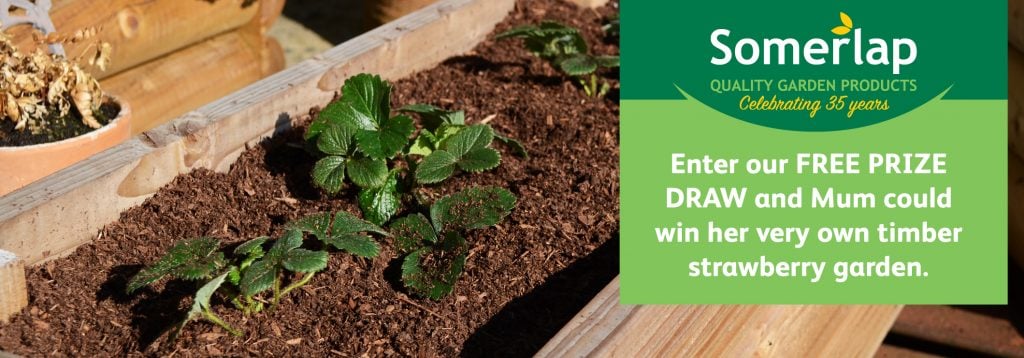 Win a planter