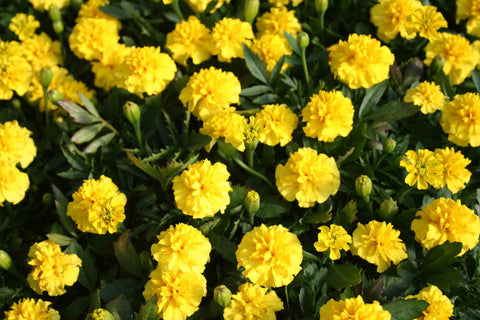 Flower Seeds for Planting - MAR259 French Marigold 'Valencia'. O' Green Living - Seed Shop Singapore