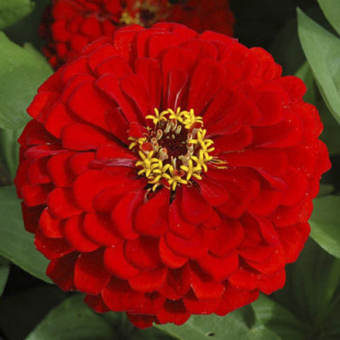 Flower Seeds - FL439 Zinnia 'Scarlet Flame'