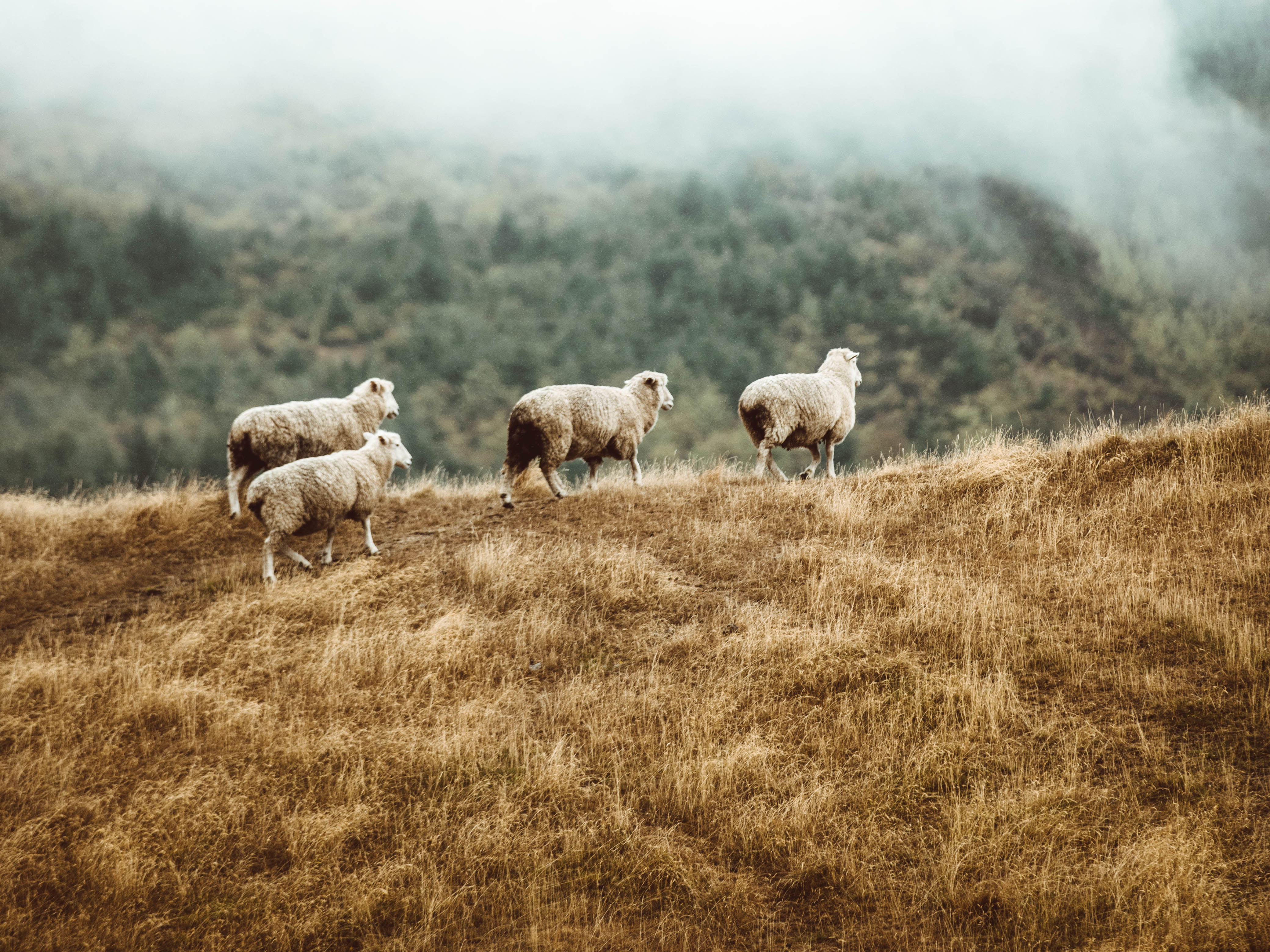 Image of lanolin producing sheep