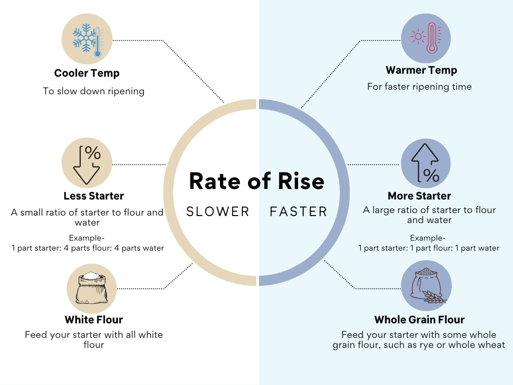 Rate of rise diagram of sourdough starter