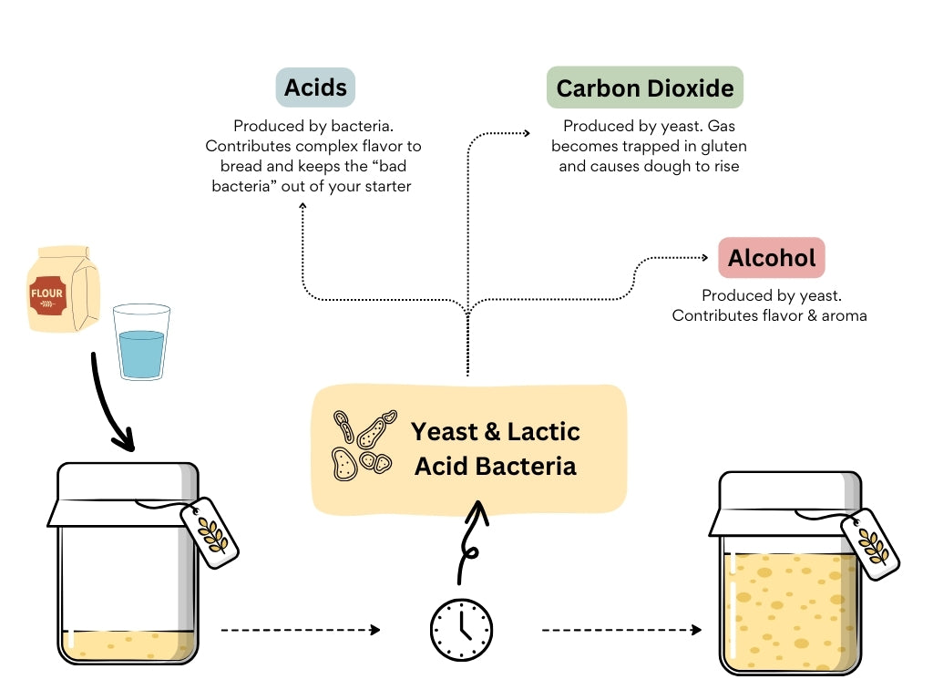 Yeast and Lactic Acid Bacteria diagram
