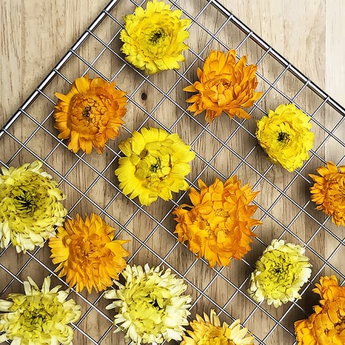 Calendula flowerbuds