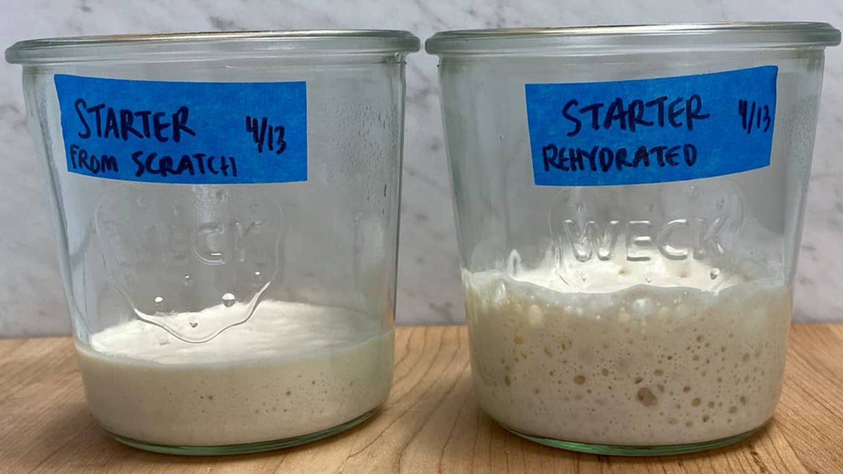 Day 5 comparison of starter from scratch and rehydrated starter in the morning before the daily feeding.