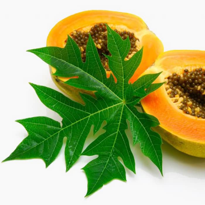 Fresh papaya leaf and fruit